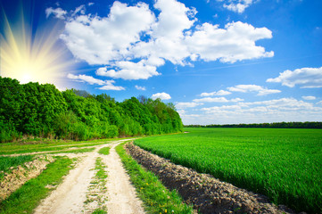 Fototapeta na wymiar Rural footpath crosses a spring field with green wheat.