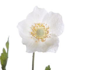 Beautiful white flower, anemone