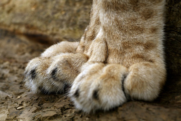 Fototapeta na wymiar Lion cub paw