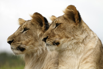 Lion cubs portrait