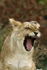 Lion cub roaring