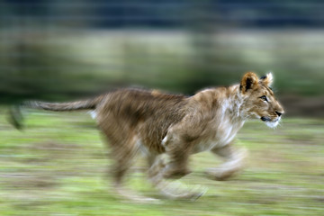 Obraz na płótnie Canvas Lwiątko bieganie