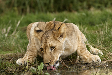 Fototapeta na wymiar Lion cub drinking