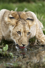 Lion cub drinking