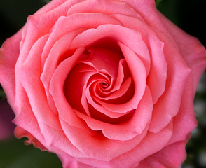 pink rose close up from above