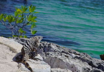 Iguana
