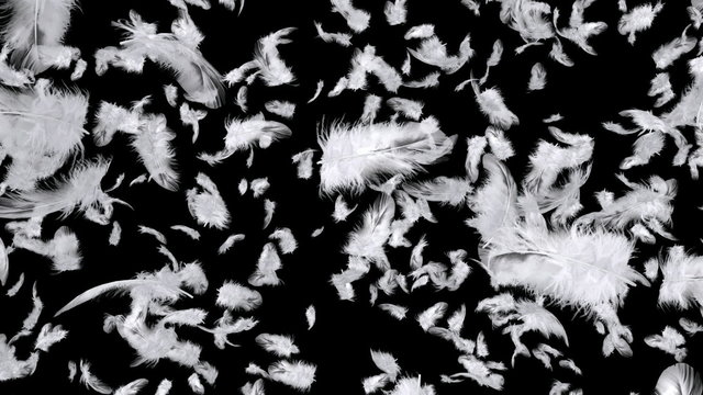 Falling feathers