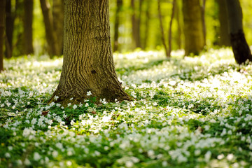 Waldboden im Frühling
