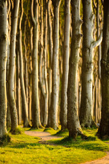 geheimnisvoller Wald 2