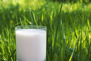 Fresh natural milk