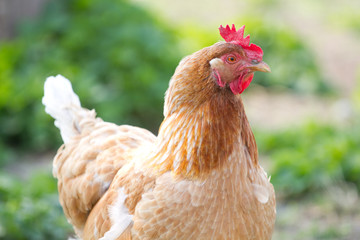 Portrait chicken