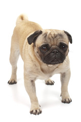 Fototapeta premium standing pug