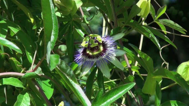 Passiflore bleue (Passiflora caerulea)