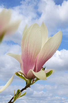 Fototapeta magnolia flowers