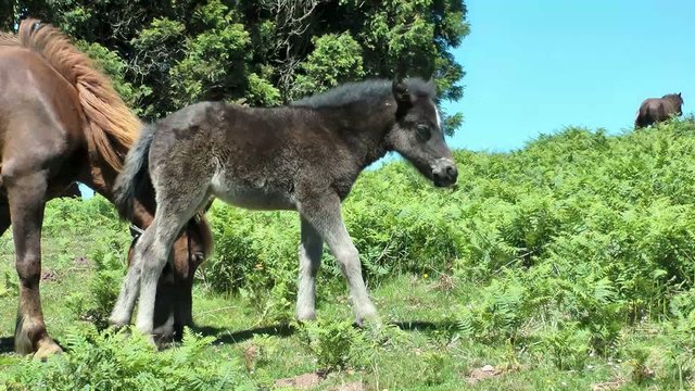Young Colt In Nature