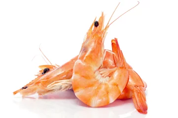 Printed kitchen splashbacks Sea Food shrimps