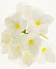 Fototapeta na wymiar bouquet de fleurs blanches de frangipanier