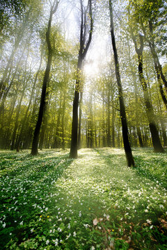 Waldlichtung im Gegenlicht 2