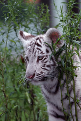 White tiger in the grass