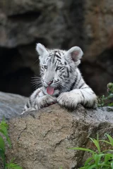 Tableaux ronds sur aluminium brossé Tigre White tiger portrait