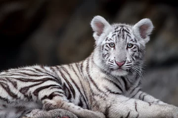 Crédence de cuisine en verre imprimé Tigre Portrait de tigre blanc