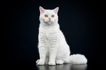 Selkirk rex cat