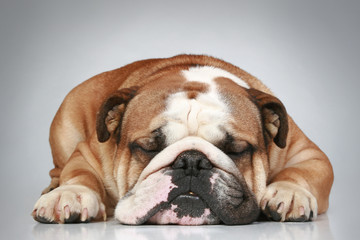 English bulldog lying on a grey background