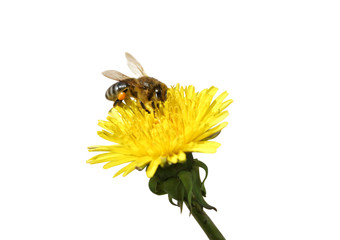 Honey bee on an yellow Dandelion flower. Isolated