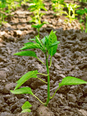 paprica seedbed