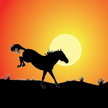 Horse against sunset.