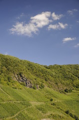Obraz premium Weinberg an der Mosel