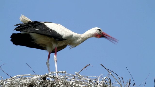 Storch klappert