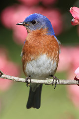 Eastern Bluebird