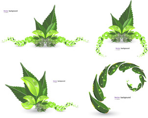 Green leaves and backgrounds. Vector format
