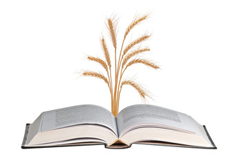 Wheat growing from book