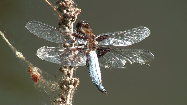 la demoiselle