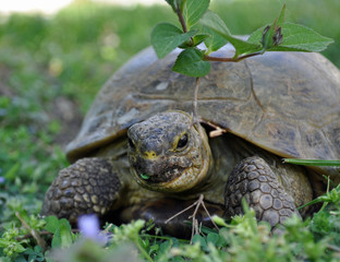 Russische Landschildkröte