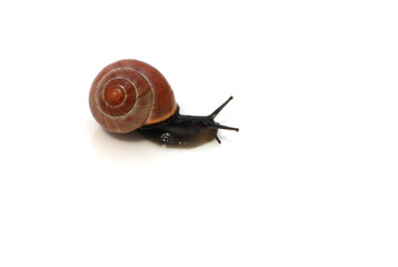 snail