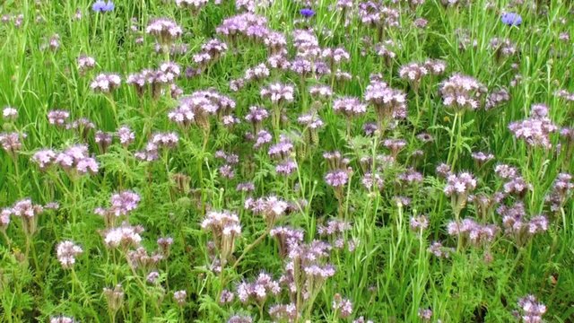 Phac&eacute;lie (Phacelia tanacetifolium)