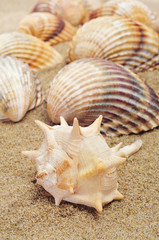 seashells on the sand