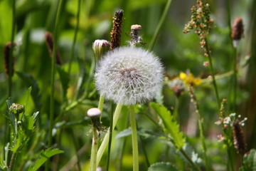 Dandelion (Taraxacum)