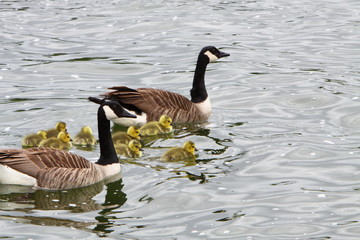Canada  Geese and chicks (Branta canadensis)