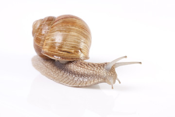 Snail