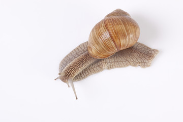 Snail