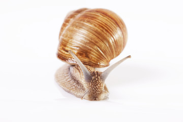 Snail