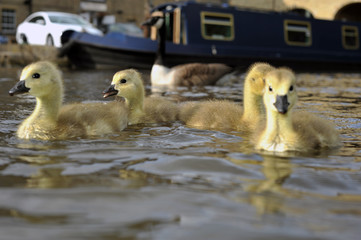 Fototapeta premium new Born Baby Canadian Goslings