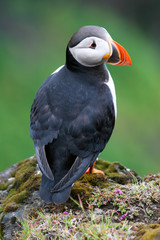 Puffin on the rock, Iceland