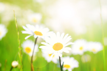 Blumenwiese © Pixxs