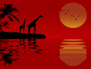 Giraffes near water