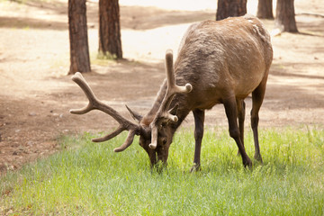 Beautiful Elk with New Antlers Grazing